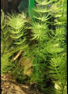 poisson et plantes d’aquarium - Photo 4
