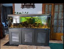 poisson et plantes d’aquarium - Photo 8