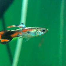 poisson et plantes d’aquarium - Photo 9
