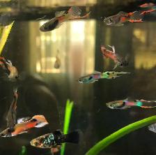 poisson et plantes d’aquarium - Photo 10