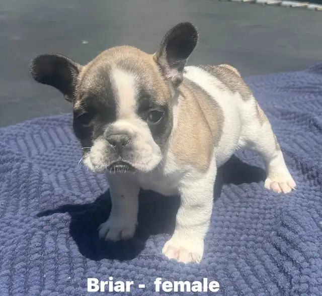 FRENCHIE PUPPIES with blue genetics