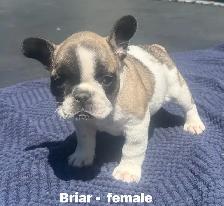 FRENCHIE PUPPIES with blue genetics