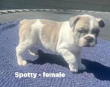FRENCHIE PUPPIES with blue genetics - Photo 2