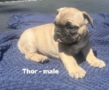 FRENCHIE PUPPIES with blue genetics - Photo 3