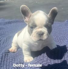 FRENCHIE PUPPIES with blue genetics - Photo 4