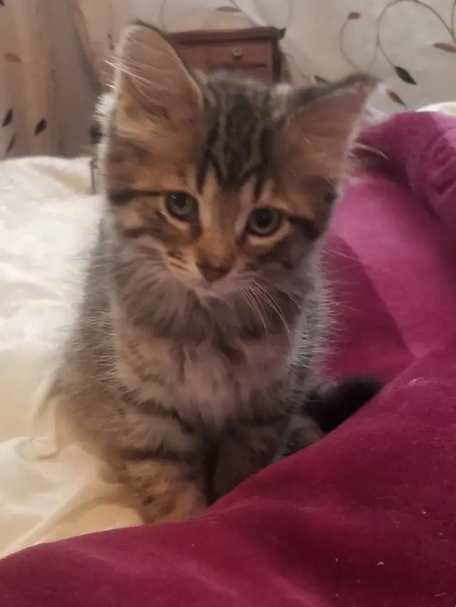 Kittens available
