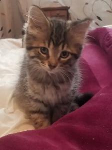 Kittens available