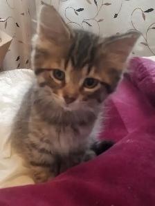 Kittens available - Photo 2