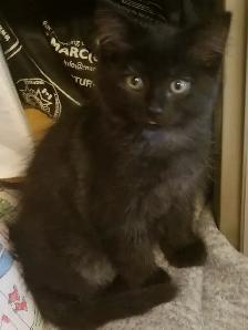 Kittens available - Photo 3