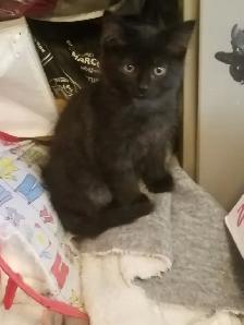 Kittens available - Photo 4