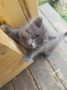 Kittens available - Photo 5