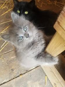 Kittens available - Photo 6