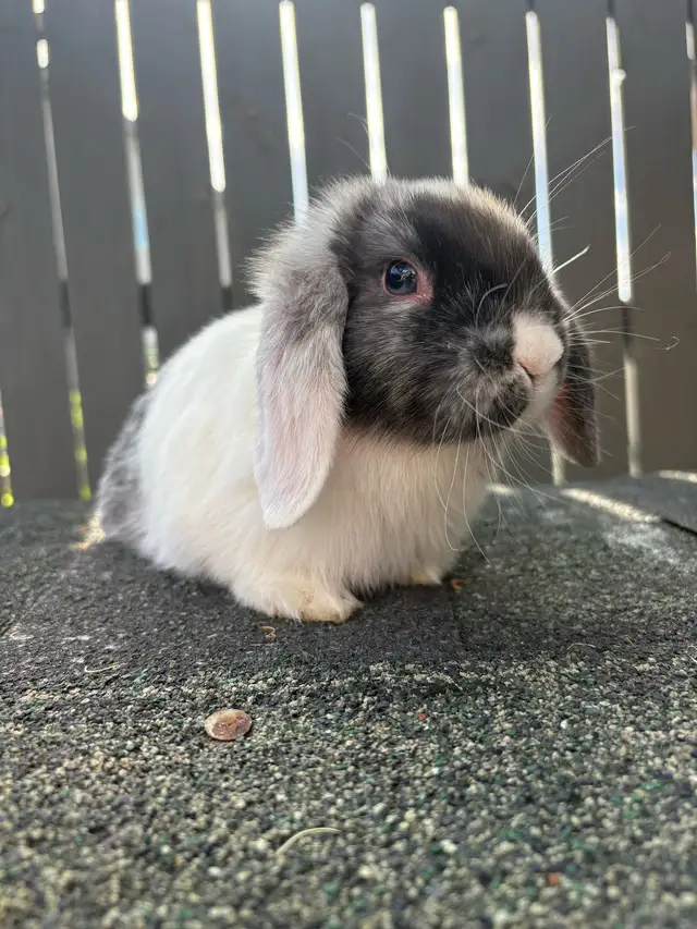 Baby Purebred Holland Lop