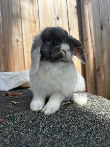 Baby Purebred Holland Lop - Photo 2