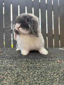 Baby Purebred Holland Lop - Photo 3