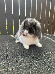 Baby Purebred Holland Lop - Photo 4