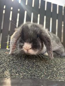 Baby Purebred Holland Lop - Photo 5