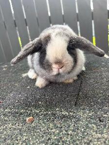 Baby Purebred Holland Lop - Photo 6