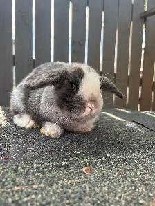 Baby Purebred Holland Lop - Photo 7