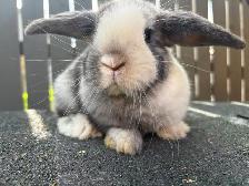 Baby Purebred Holland Lop - Photo 8