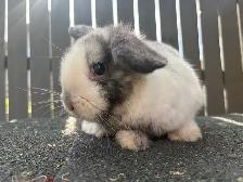 Baby Purebred Holland Lop - Photo 9