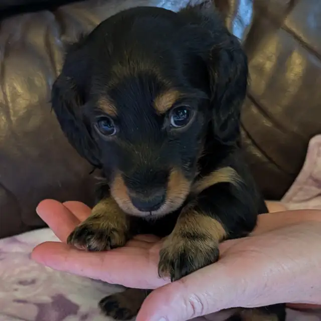 CKC Reg’d Miniature Long Hair Dachshund Puppies