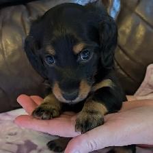 CKC Reg’d Miniature Long Hair Dachshund Puppies