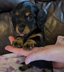 CKC Reg’d Miniature Long Hair Dachshund Puppies - Photo 2