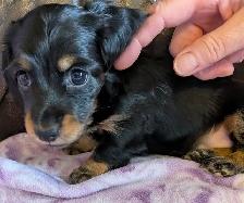 CKC Reg’d Miniature Long Hair Dachshund Puppies - Photo 3