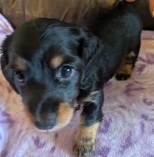 CKC Reg’d Miniature Long Hair Dachshund Puppies - Photo 4