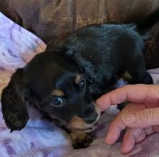 CKC Reg’d Miniature Long Hair Dachshund Puppies - Photo 5