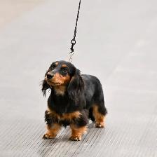 CKC Reg’d Miniature Long Hair Dachshund Puppies - Photo 6
