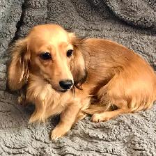 CKC Reg’d Miniature Long Hair Dachshund Puppies - Photo 7