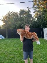 ✨ Meet Your Future Gentle Giant – Purebred Maine Coon Kittens ✨ - Photo 4
