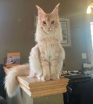 ✨ Meet Your Future Gentle Giant – Purebred Maine Coon Kittens ✨ - Photo 5