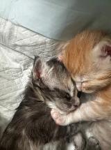 ✨ Meet Your Future Gentle Giant – Purebred Maine Coon Kittens ✨ - Photo 6