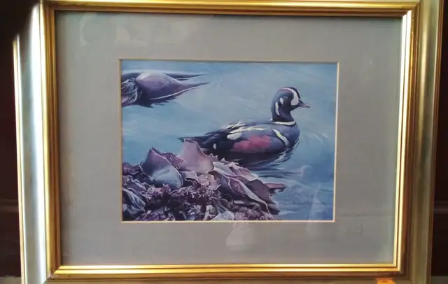Robert Bateman ''Harlequin Duck with Bull Kelp'' Print