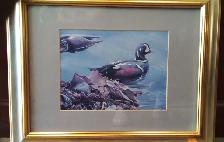 Robert Bateman ''Harlequin Duck with Bull Kelp'' Print