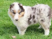 1 male collie puppy