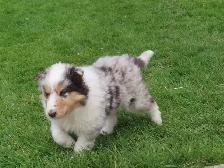 1 male collie puppy - Photo 2