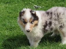 1 male collie puppy - Photo 3