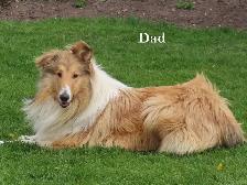 1 male collie puppy - Photo 4