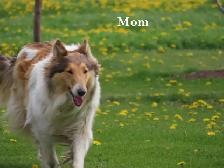 1 male collie puppy - Photo 5