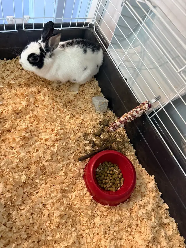 female dwarf bunny
