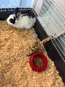 female dwarf bunny
