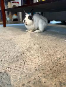 female dwarf bunny - Photo 2