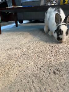 female dwarf bunny - Photo 3