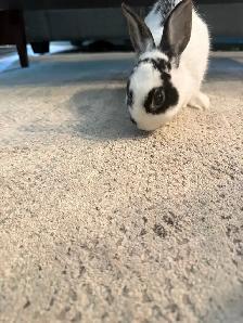 female dwarf bunny - Photo 4