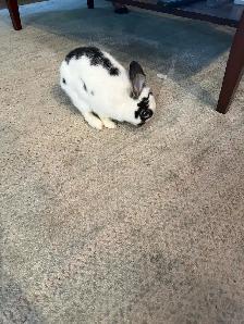 female dwarf bunny - Photo 5