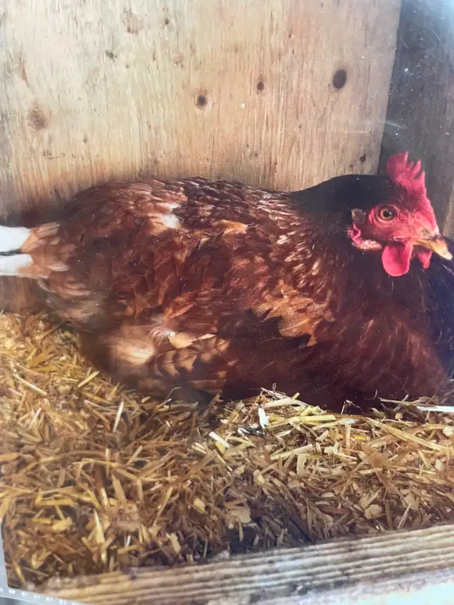 Poules pondeuses rousses